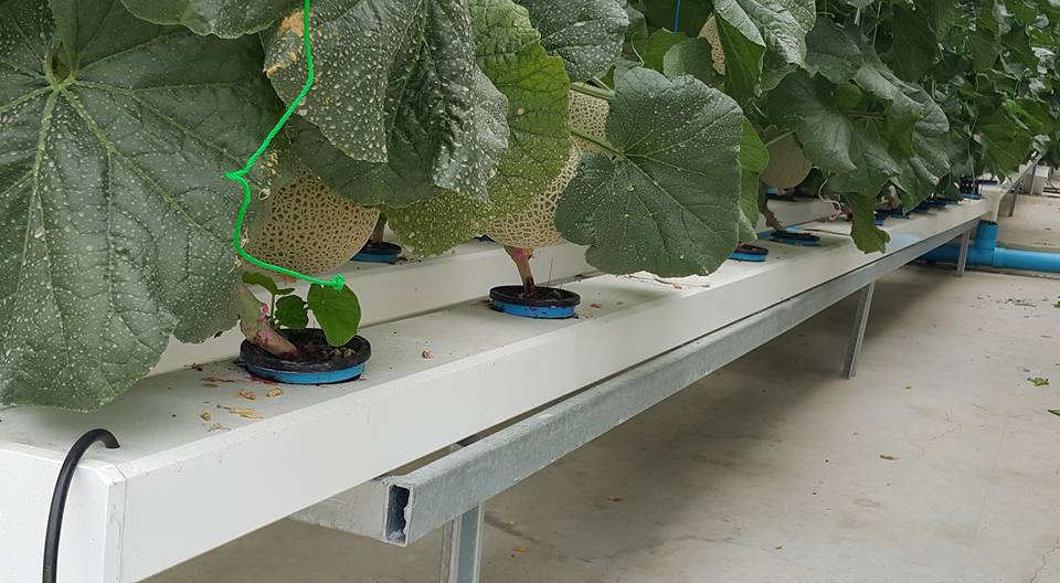 Ống Thủy Canh Dưa Lưới ( Máng Lớn 75x150mm dày 2.4mm) Ống Thủy Canh Dưa Lưới ( Máng Lớn 75x150mm dày 2.4mm)