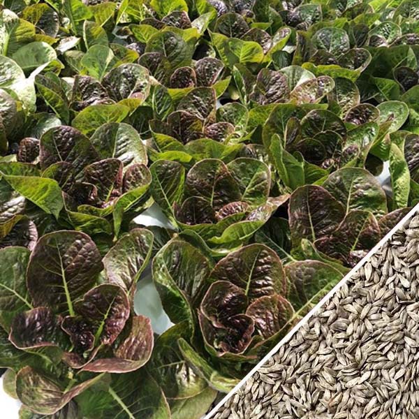 Xà Lách Red Romaine (1000 hạt) Xà Lách Red Romaine (1000 hạt)