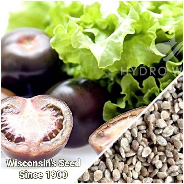 ca-chua-black-cherry-1-3 Cà Chua Black Cherry (Túi 20 hạt)