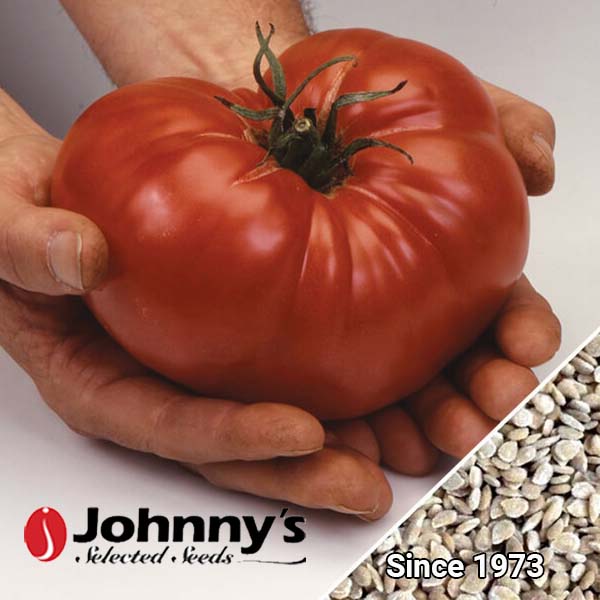 ca-chua-brandywine-1-3