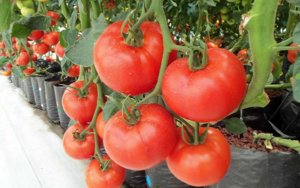 cà chua được trồng từ mô hình thủy canh