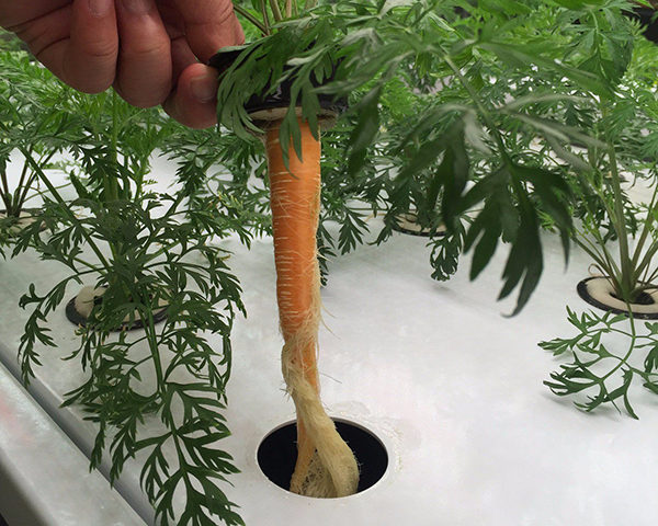 trồng cà rốt dưới nước