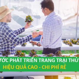 Các bước quan trọng để xây dựng trang trại thủy canh