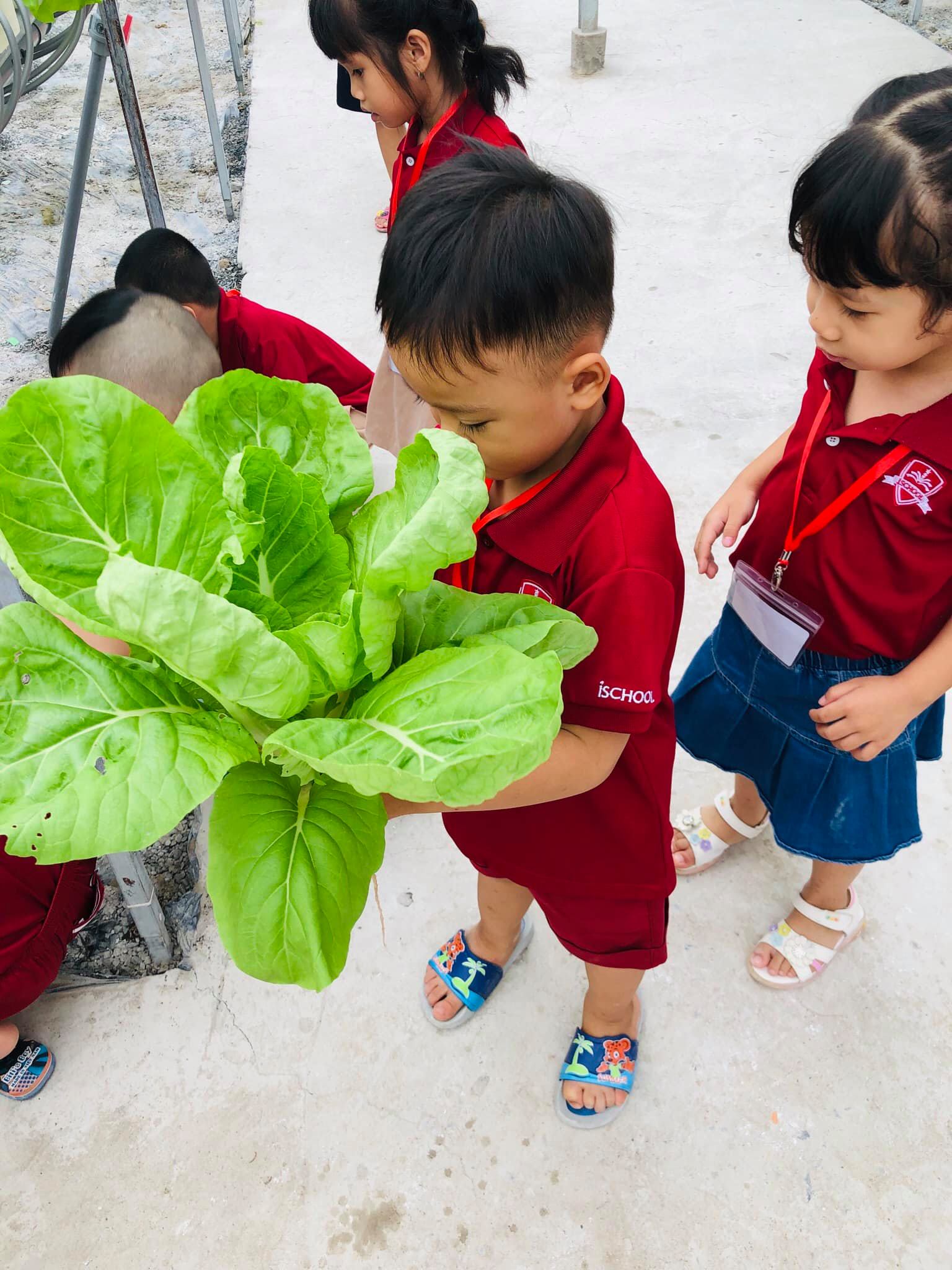 Hình 11: Các em nhỏ học sinh thích thú tìm hiểu các loại rau