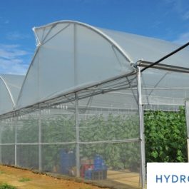 Các kiểu thiết kế nhà kính nhà màng trồng rau sạch phổ biến hiện nay