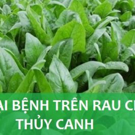 Các loại bệnh trên rau chân vịt thủy canh