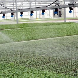 Cách làm mát hệ thống aquaponic trong nhà lưới nhà kính