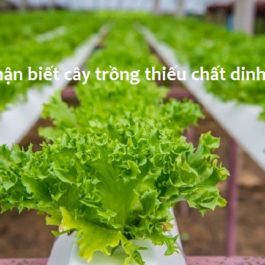 17 Triệu chứng dư và thiếu dinh dưỡng trong cây thủy canh
