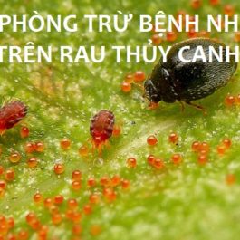 Cách phòng trừ nhện đỏ trên rau thủy canh 
