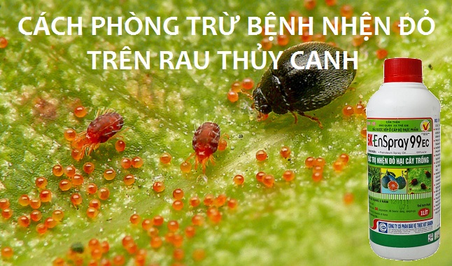 Read more about the article Cách phòng trừ nhện đỏ trên rau thủy canh 
