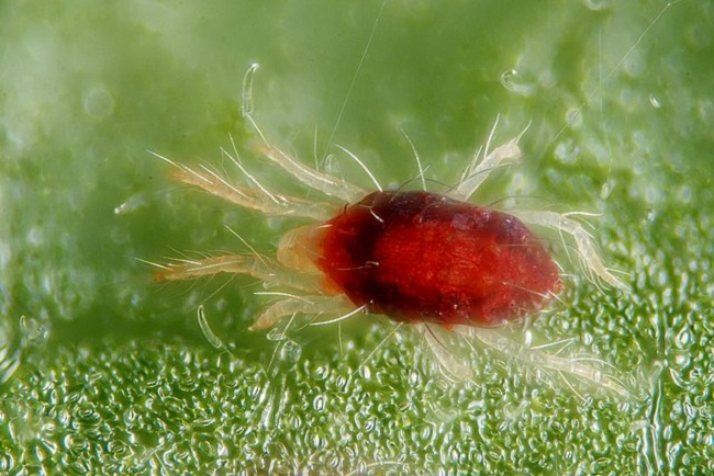 Cách phòng trừ nhện đỏ trên rau thủy canh