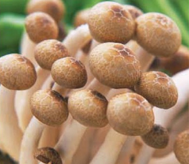 Cách trồng nấm theo phương pháp thủy canh