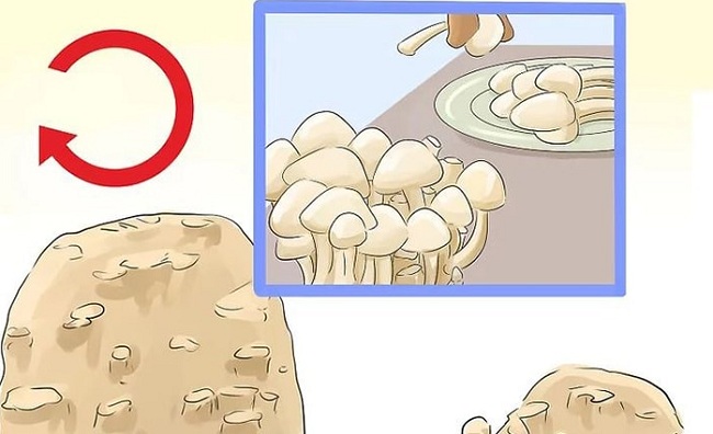 Cách trồng nấm theo phương pháp thủy canh