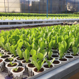 Cách trồng rau cải thủy canh như thế nào để đạt hiệu quả cao?