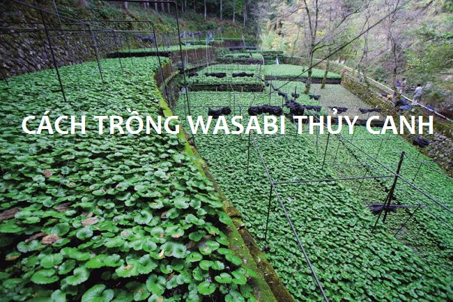 Cách trồng wasabi thủy canh