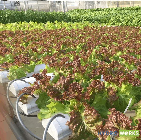 chi phí trồng rau thủy canh