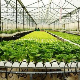 Đầu tư mô hình trồng rau sạch nhà kính 1000m2 có nên hay không?