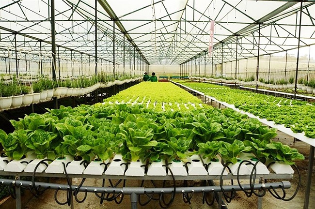 Read more about the article Đầu tư mô hình trồng rau sạch nhà kính 1000m2 có nên hay không?