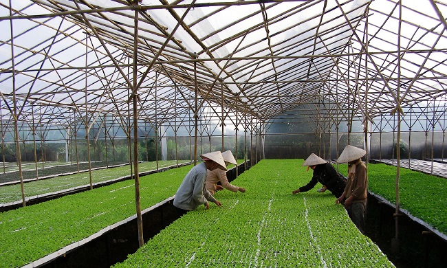 Đầu tư mô hình trồng rau sạch nhà kính 1000m2 có nên hay không?