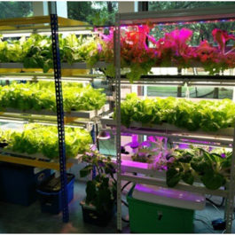 Đèn LED trồng cây nông nghiệp trồng rau thủy canh trong nhà