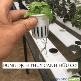 Dung dịch thủy canh hữu cơ – Dinh dưỡng vô cơ