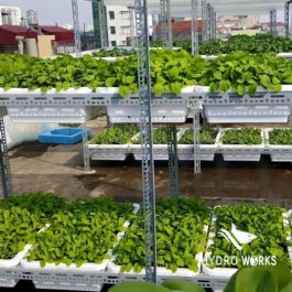 Bí Kíp Để Có Giàn Trồng Rau Thông Minh Giá Dưới 1 Triệu Đồng