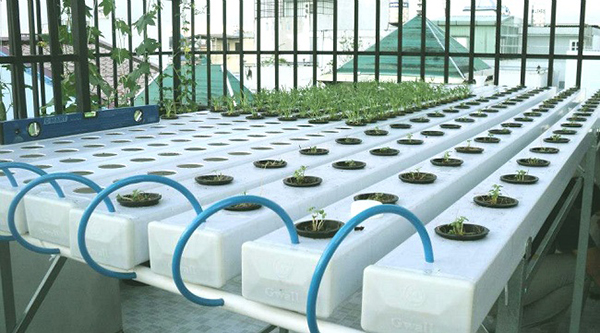 công nghệ trồng rau thủy canh quy mô công nghiệp