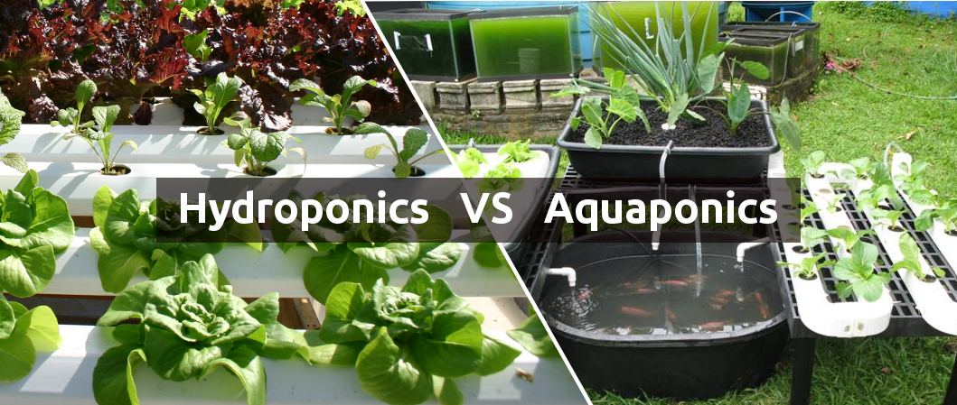 so sánh aquaponics và hydroponics