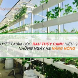 Kinh nghiệm chăm sóc rau thủy canh những ngày hè