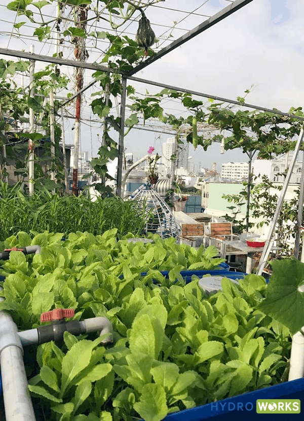 kinh nghiệm trồng rau trên sân thượng