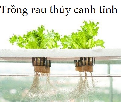 Read more about the article Phương pháp, mô hình, kỹ thuật trồng rau thủy canh tĩnh