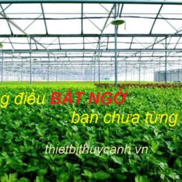 Những lợi ích bất ngờ từ dự án trồng rau sạch nhà kính