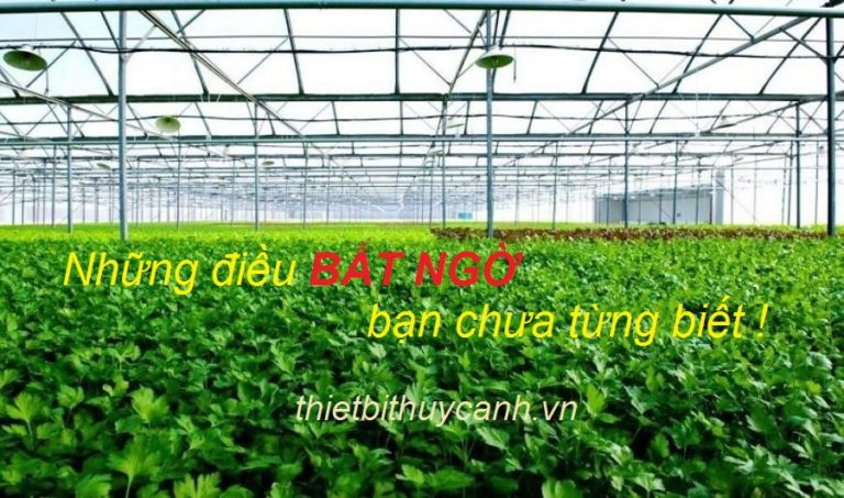 Read more about the article Những lợi ích bất ngờ từ dự án trồng rau sạch nhà kính