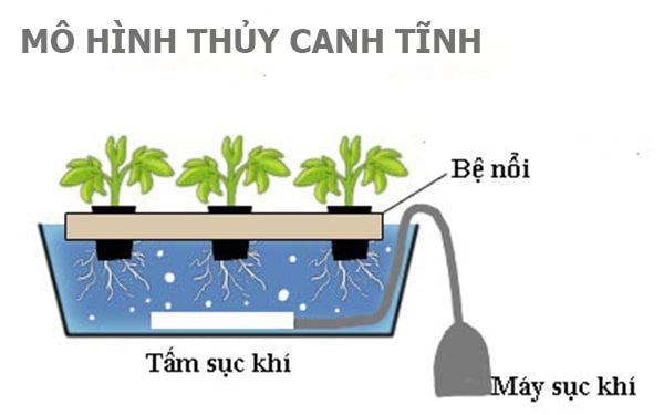 Nhân rộng mô hình trồng rau thủy canh  Báo Quảng Bình điện tử