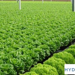 Vườn rau thủy canh Đà Lạt công nghệ cao