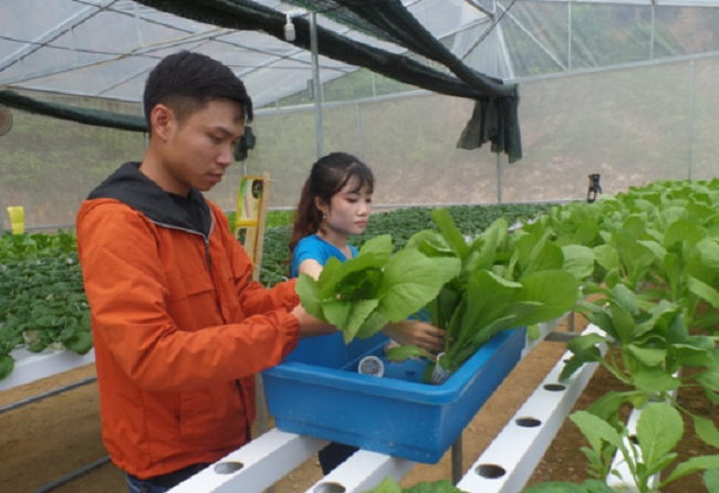 Mở rộng mô hình trồng rau thủy canh sạch vào các trường học