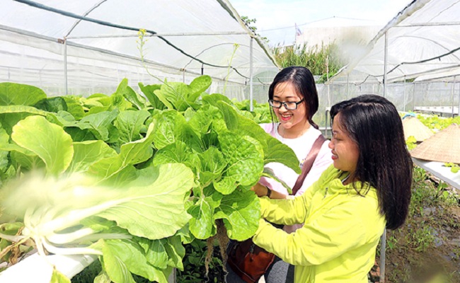 Read more about the article Mở rộng mô hình trồng rau thủy canh sạch vào các trường học