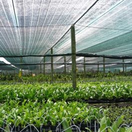 Nên lựa chọn mô hình trồng rau thủy canh trong nhà lưới hay nhà màng