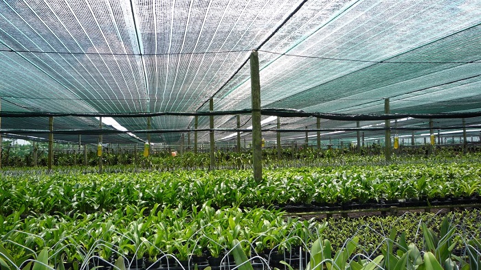 Đồng Nai Hiệu quả của mô hình trồng rau thủy canh công nghệ cao trong đô  thị  Ảnh chuyên đề  Thông tấn xã Việt Nam TTXVN