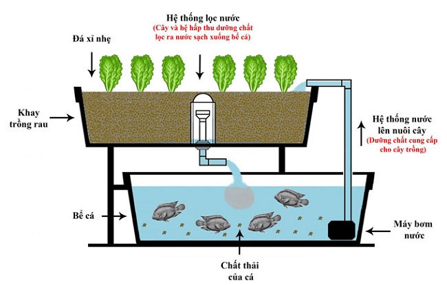 Mô hình trồng rau thủy canh Aquaponics và những điều cần biết