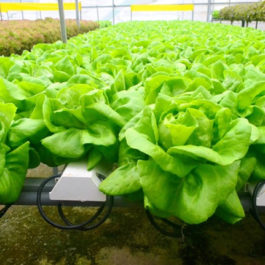 Những bệnh thường thấy trên rau xà lách thủy canh