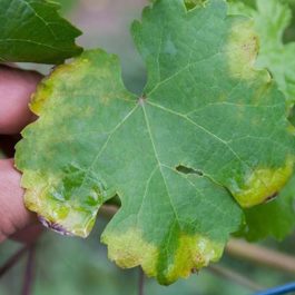 Rau thuỷ canh bị vàng lá phải làm sao?