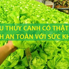 Rau thủy canh có an toàn không? Dung dịch thủy canh có an toàn không?