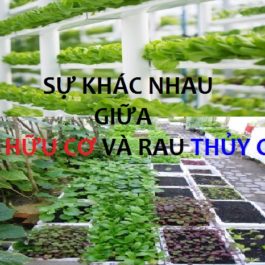 Sự khác nhau giữa rau hữu cơ và rau thuỷ canh