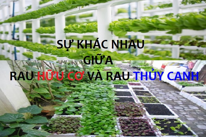 Mô hình trồng rau hữu cơ tại tỉnh Hòa Bình  Hội Làm vườn Việt Nam