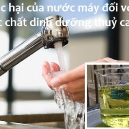 Tác hại của nước máy lên các chất dinh dưỡng thuỷ canh