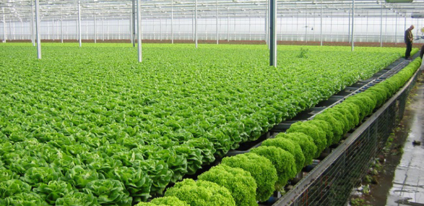 trồng rau sạch quy mô công nghiệp