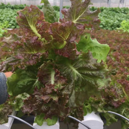 Kinh nghiệm tự trồng rau sạch tại nhà – Cách trồng đơn giản