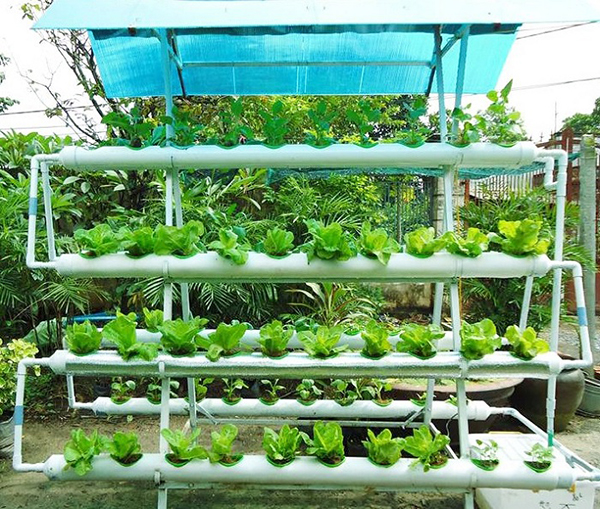 Cách trồng Rau thủy canh tại nhà CỰC dễ ai cũng làm được