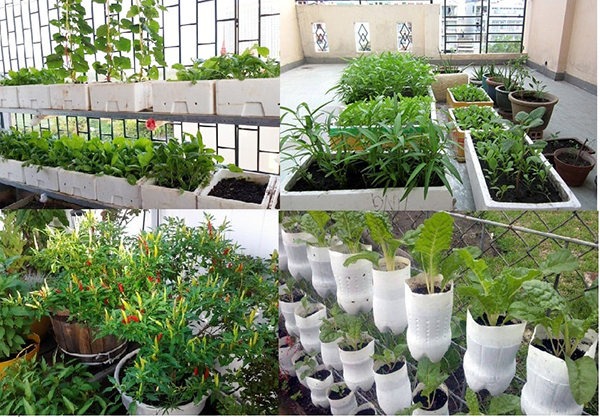 Chậu trồng rau trên sân thượng phù hợp với nhà thành phố  Chậu Composite  Havico